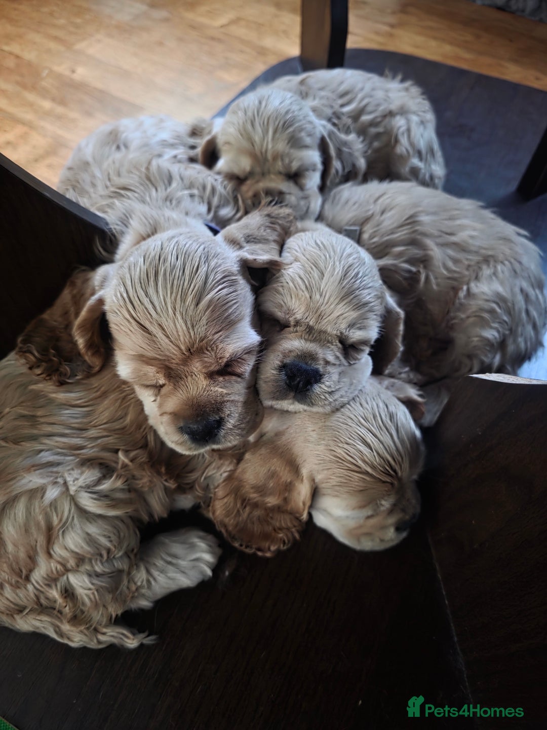 American Cocker Spaniel dogs for sale: Stunning Anerican Cocker spaniels girl - Advert 9