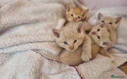 Mixed Breed cats for sale: Beautiful kittens - Image 3