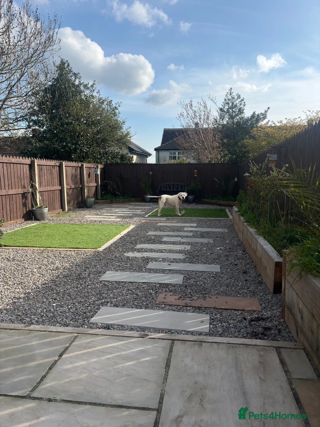 Mixed Breed dogs for sale: Bully mix for rehoming in Newton Aycliffe - Advert 2
