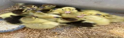 Ducks poultry for sale: Baby ducks  in London - Advert 1