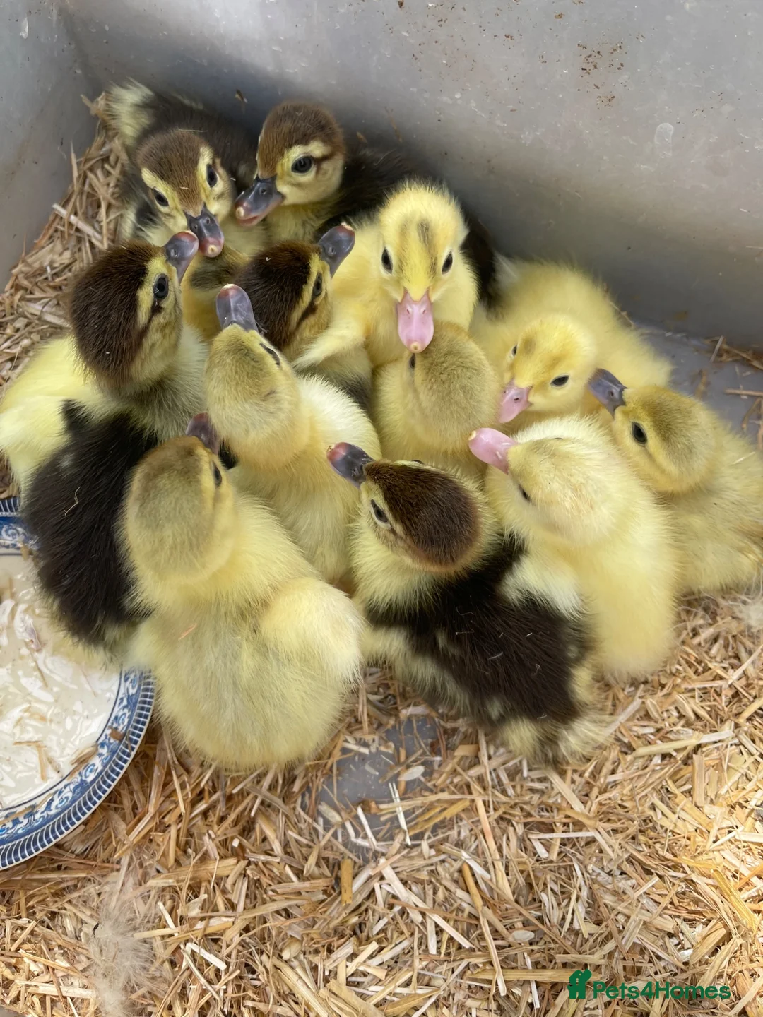 Ducks poultry for sale: Baby ducks  in London - Advert 1