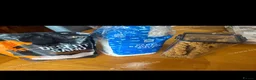 Hamster rodents for sale: Hamster and full set up for sale  - Advert 12