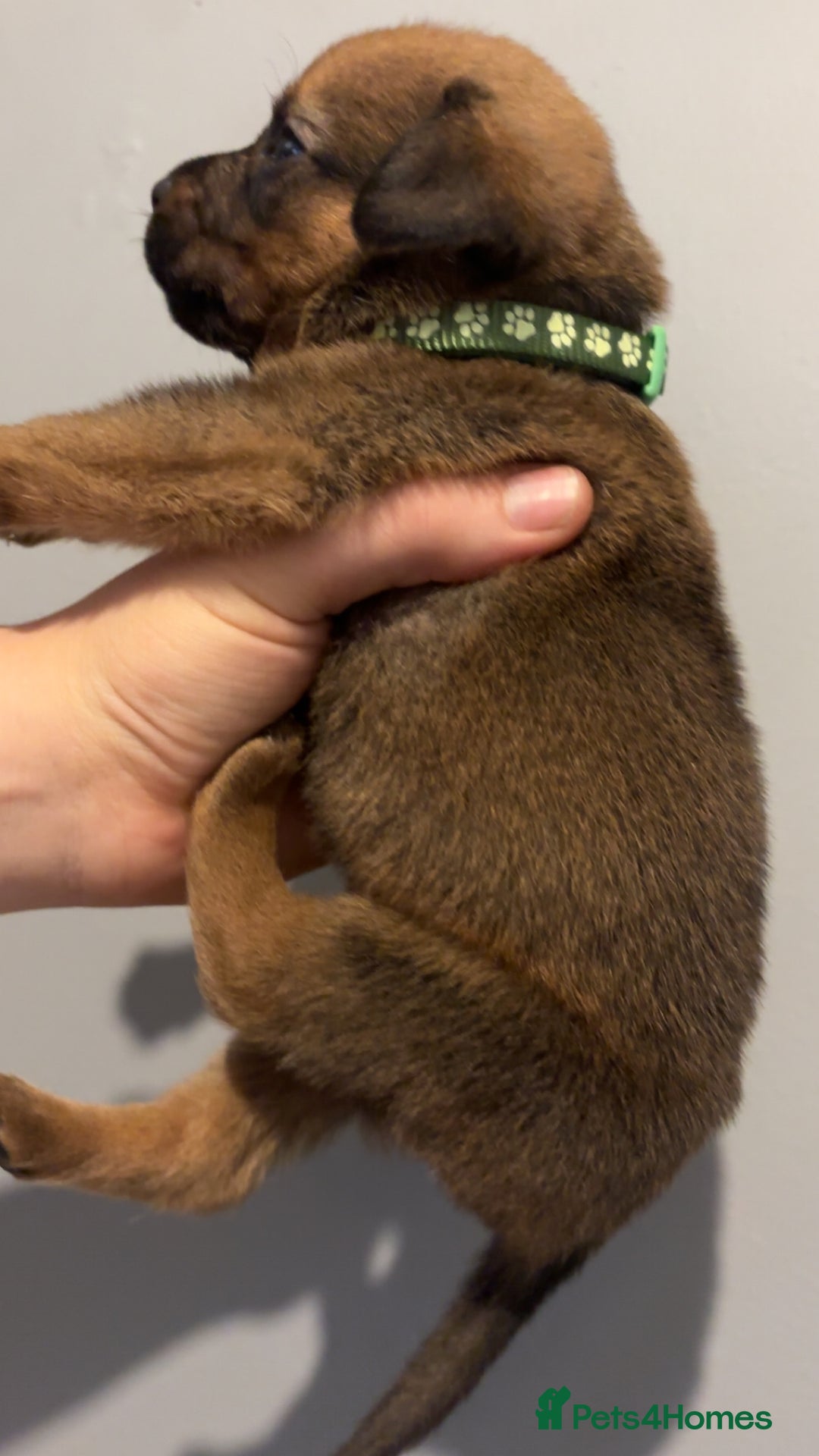 Mixed Breed dogs for sale: Boxwillers - Image 29
