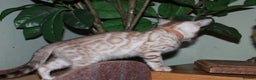 Bengal cats for sale: Last snow boy READY NOW  - Advert 17