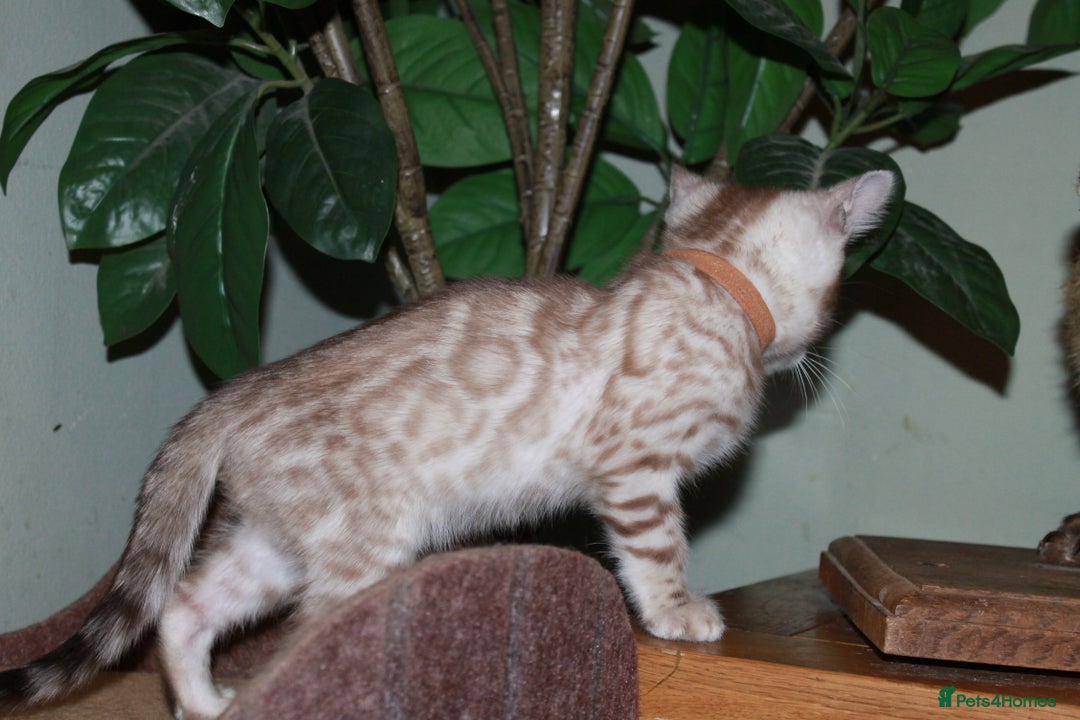 Bengal cats for sale: Last snow boy READY NOW  - Advert 17