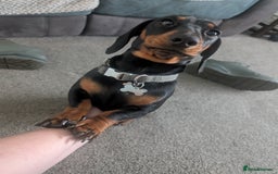 Miniature Dachshund dogs for stud: STUD - KC REG Mini Dachshund -PROVEN - Image 11