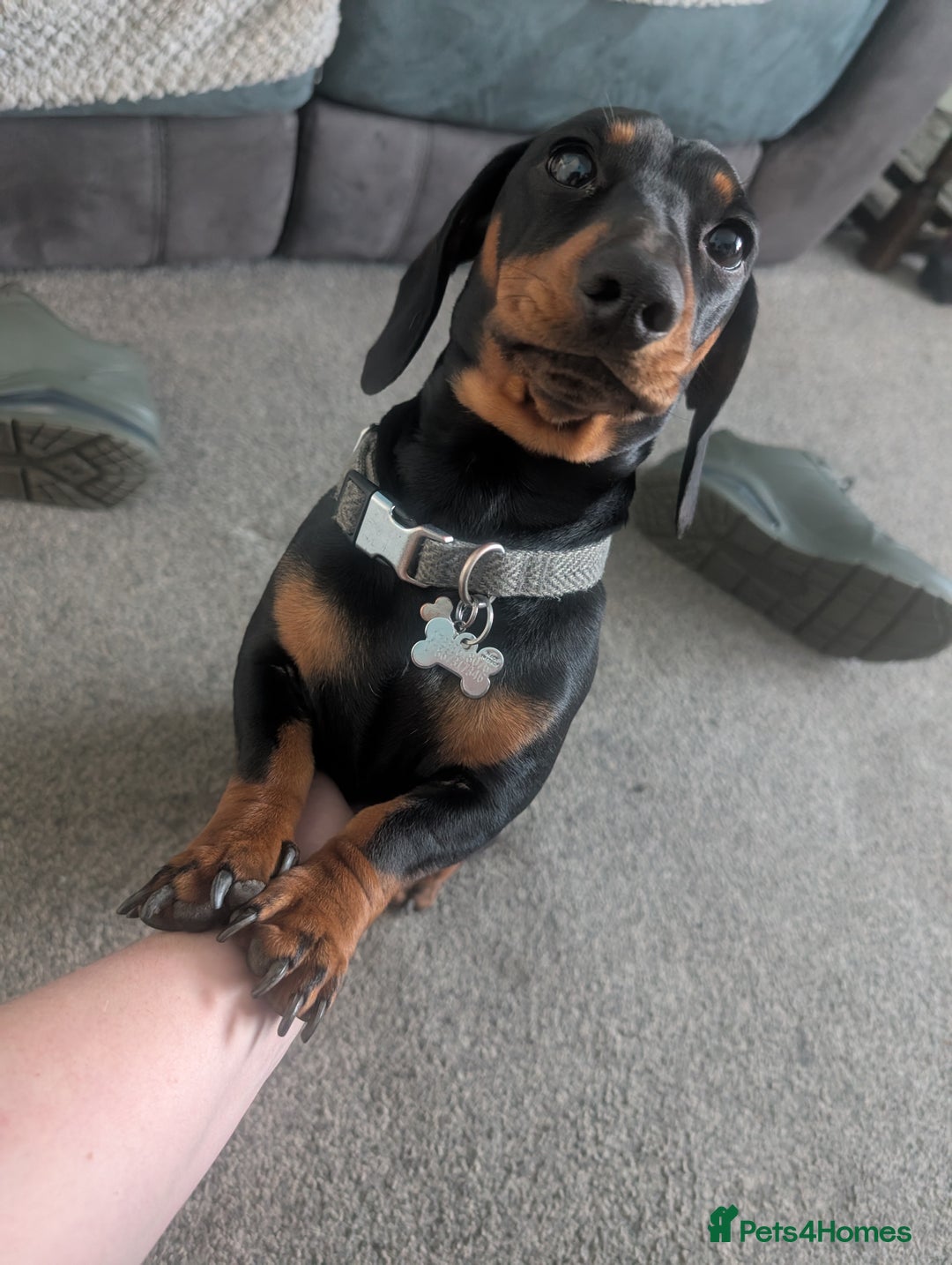 Miniature Dachshund dogs for stud: STUD - KC REG Mini Dachshund -PROVEN - Image 11
