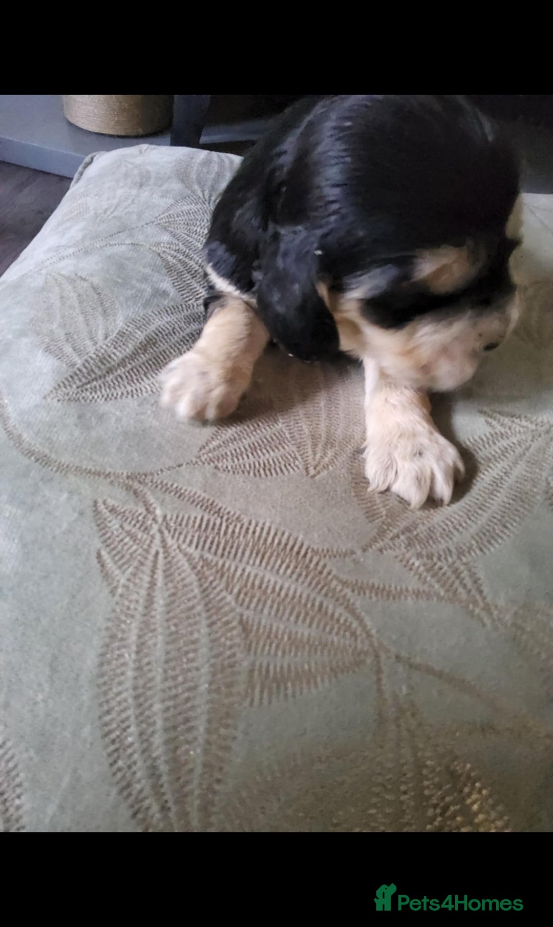 Cocker Spaniel dogs for sale: Show cocker spaniel  - Image 14