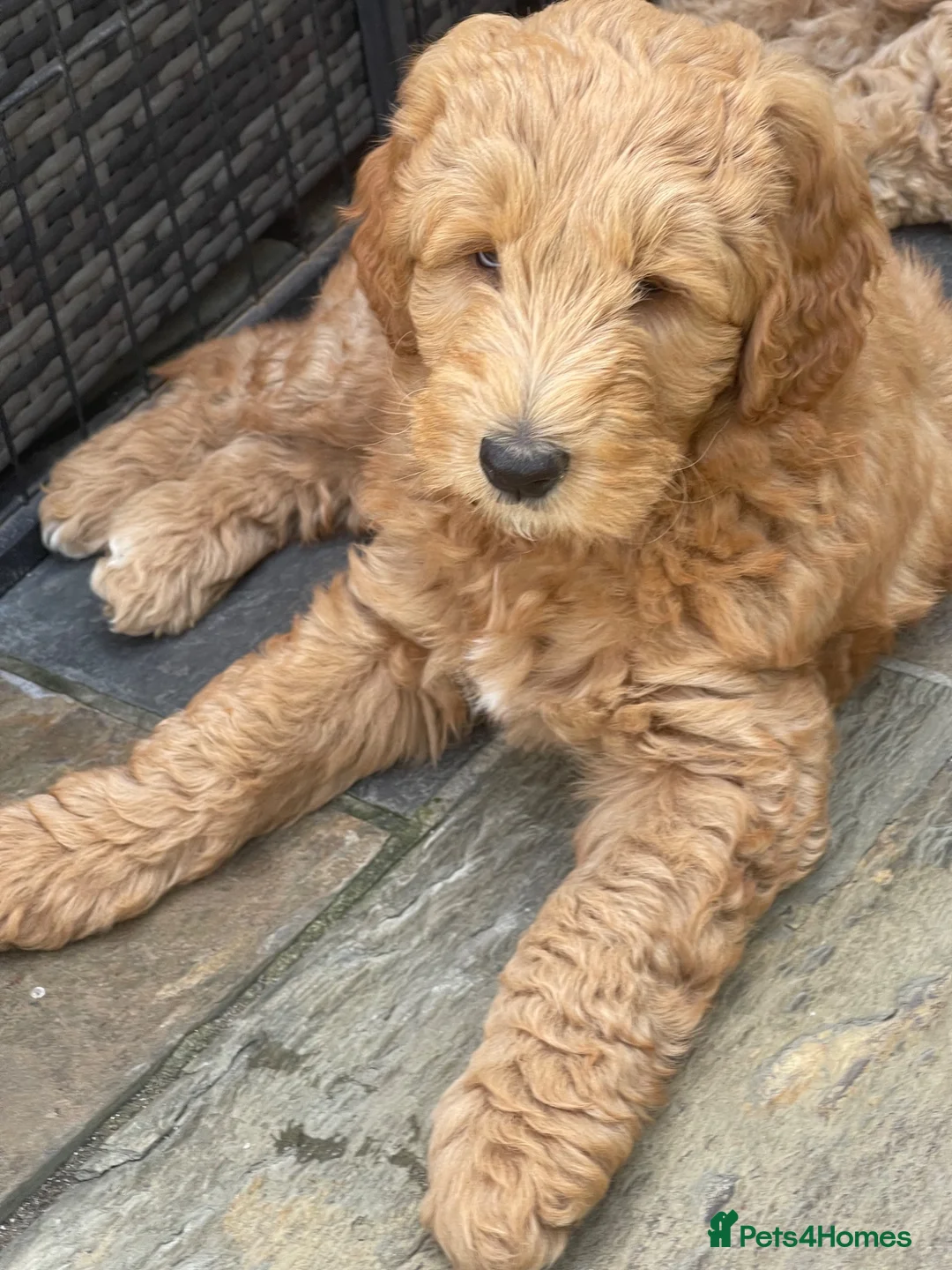 Australian Labradoodle dogs for sale: Australian Labradoodle Puppies Only 2 Remaining - Advert 2