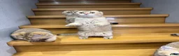 Scottish Fold cats for sale: TICA Registered Scottish Fold & Straight kittens - Advert 6
