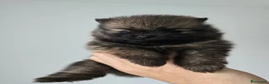 Pomeranian Boy 2