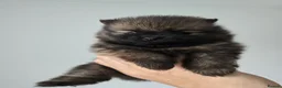 Pomeranian dogs for sale: pomeranian tedy - Advert 8