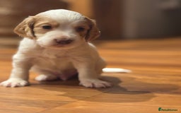 Cocker Spaniel dogs for sale: 5 beautiful working cocker spaniels 3 boys 2 girls - Image 14