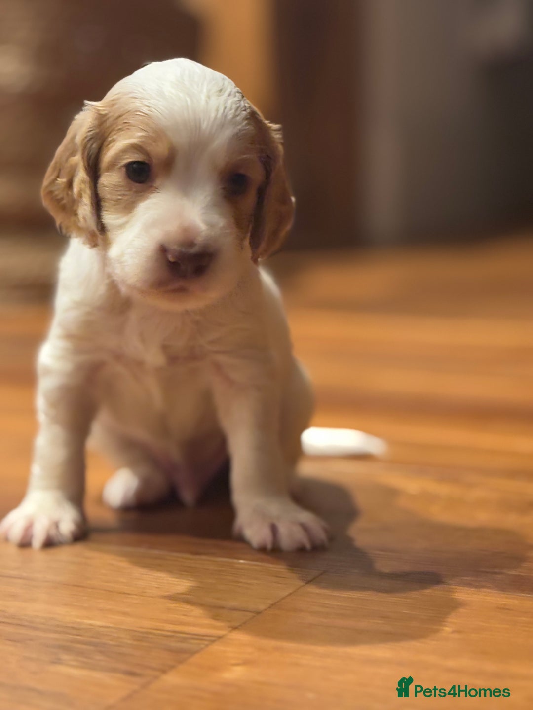 Cocker Spaniel dogs for sale: 5 beautiful working cocker spaniels 3 boys 2 girls - Image 14