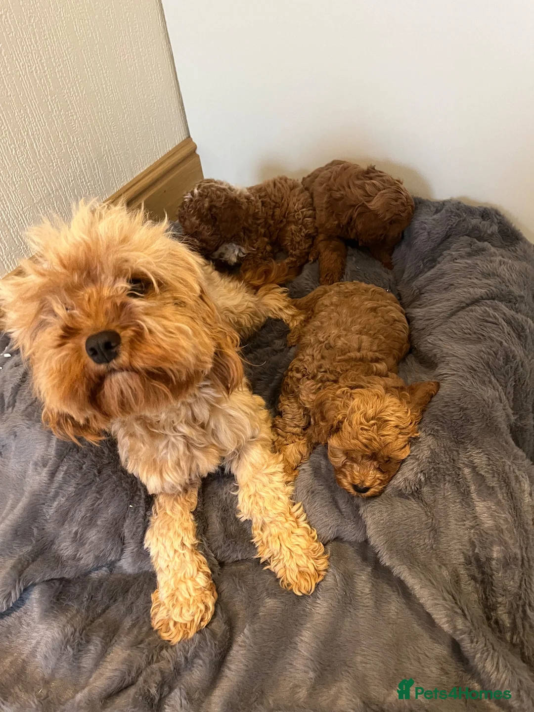 Cavapoo dogs for sale: Beautiful Fox red cavapoo puppies  in Blackpool - Advert 2