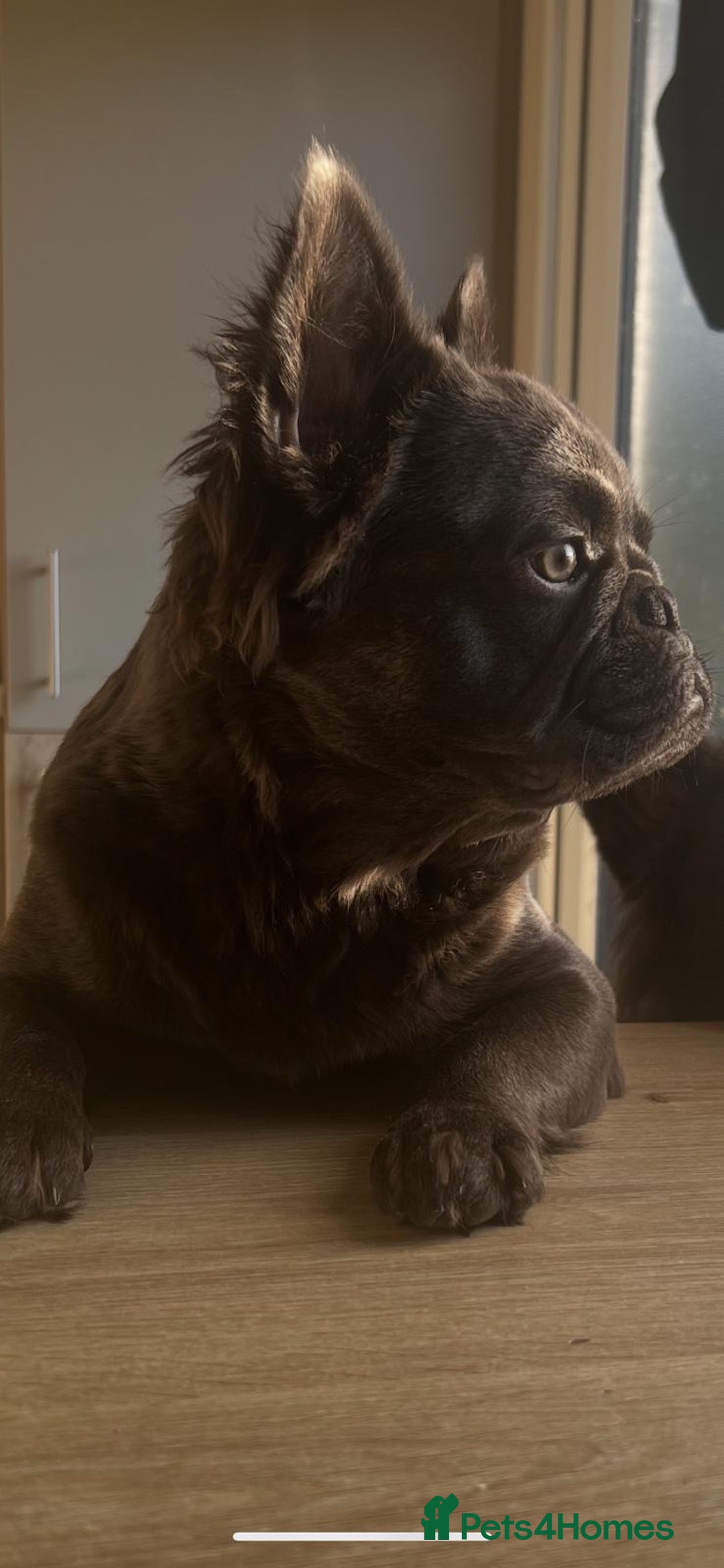 French Bulldog dogs for sale: REDUCED to £1100!!!Fluffy Frenchies in Edinburgh - Image 4