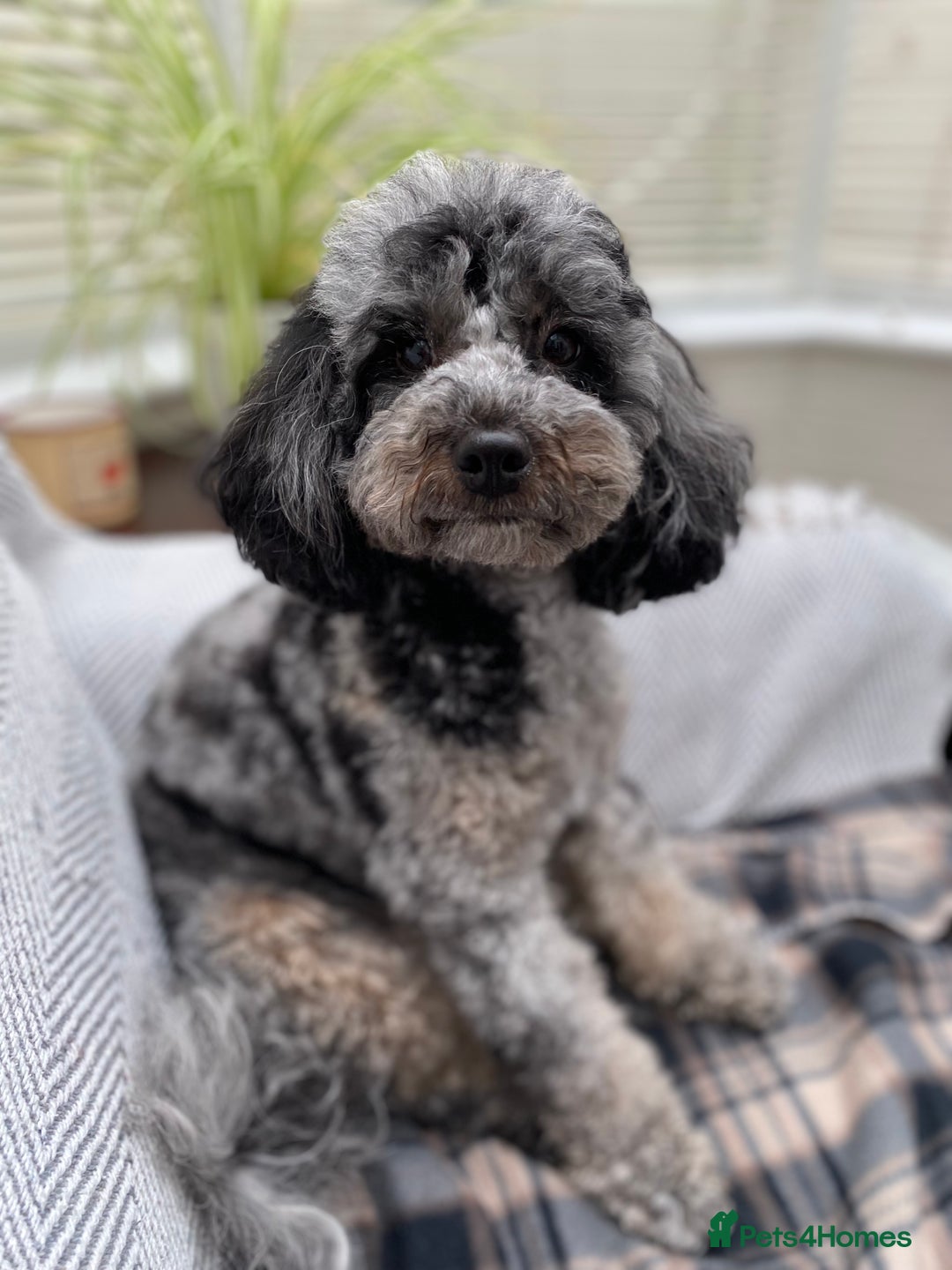 Cavapoo dogs for sale: F1 Cavapoos - Parents DNA Health Tested  - Advert 16