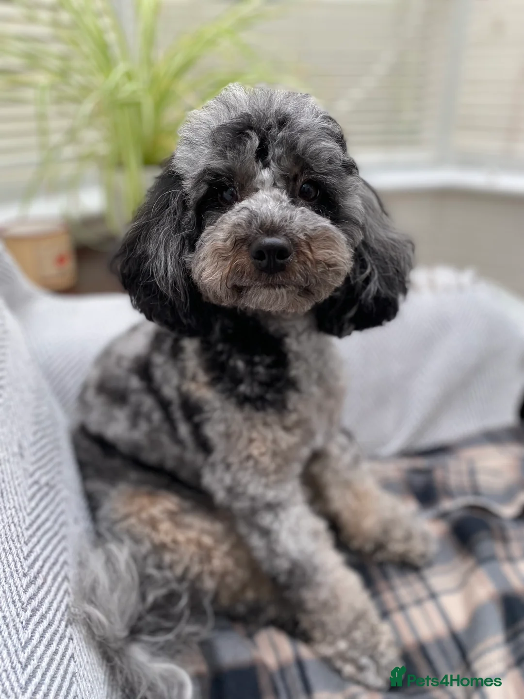 Cavapoo dogs for sale: LAST FEMALE - F1 Cavapoo - Parents DNA Tested  - Advert 9