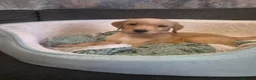Goldador dogs for sale: Gorgeous F1 Goldador puppies from excellent lines - Advert 27
