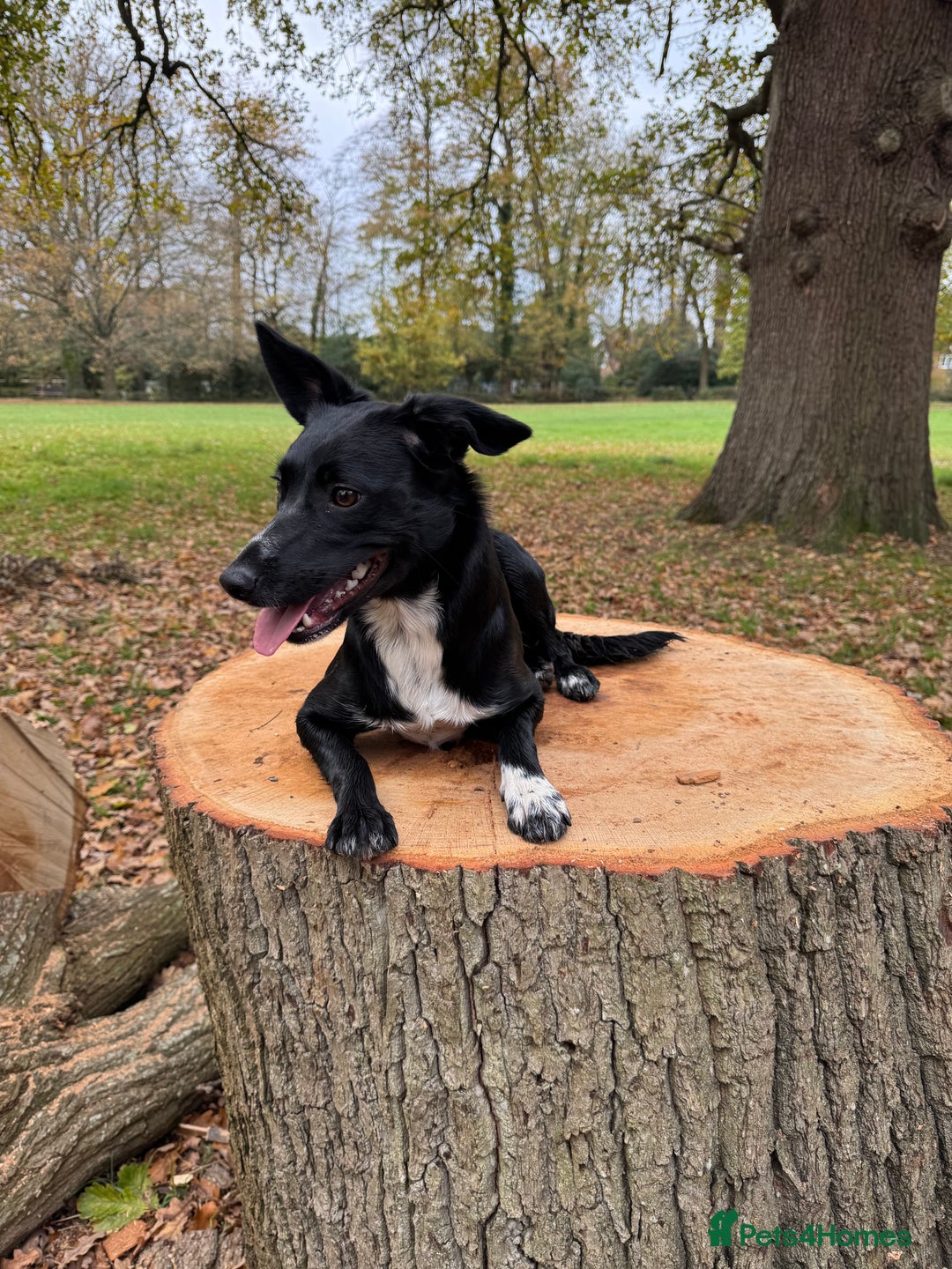 Mixed Breed dogs for sale: Collie x Cocker spaniel  - Advert 10