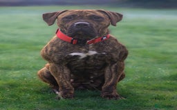 Presa Canario dogs for sale: Kovu  - Image 8
