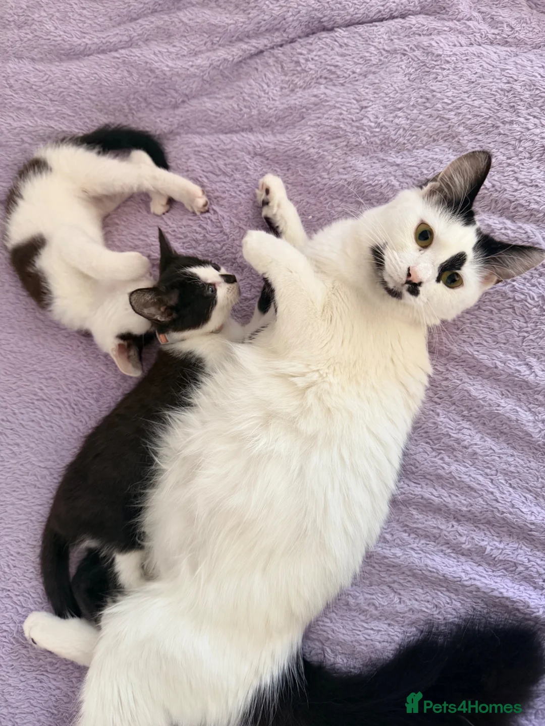 Mixed Breed cats for sale: 3 gorgeous girls - Advert 1