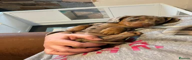 Miniature Dachshund 4
