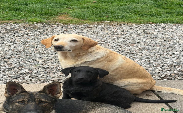 Mixed Breed dogs - Advert 4