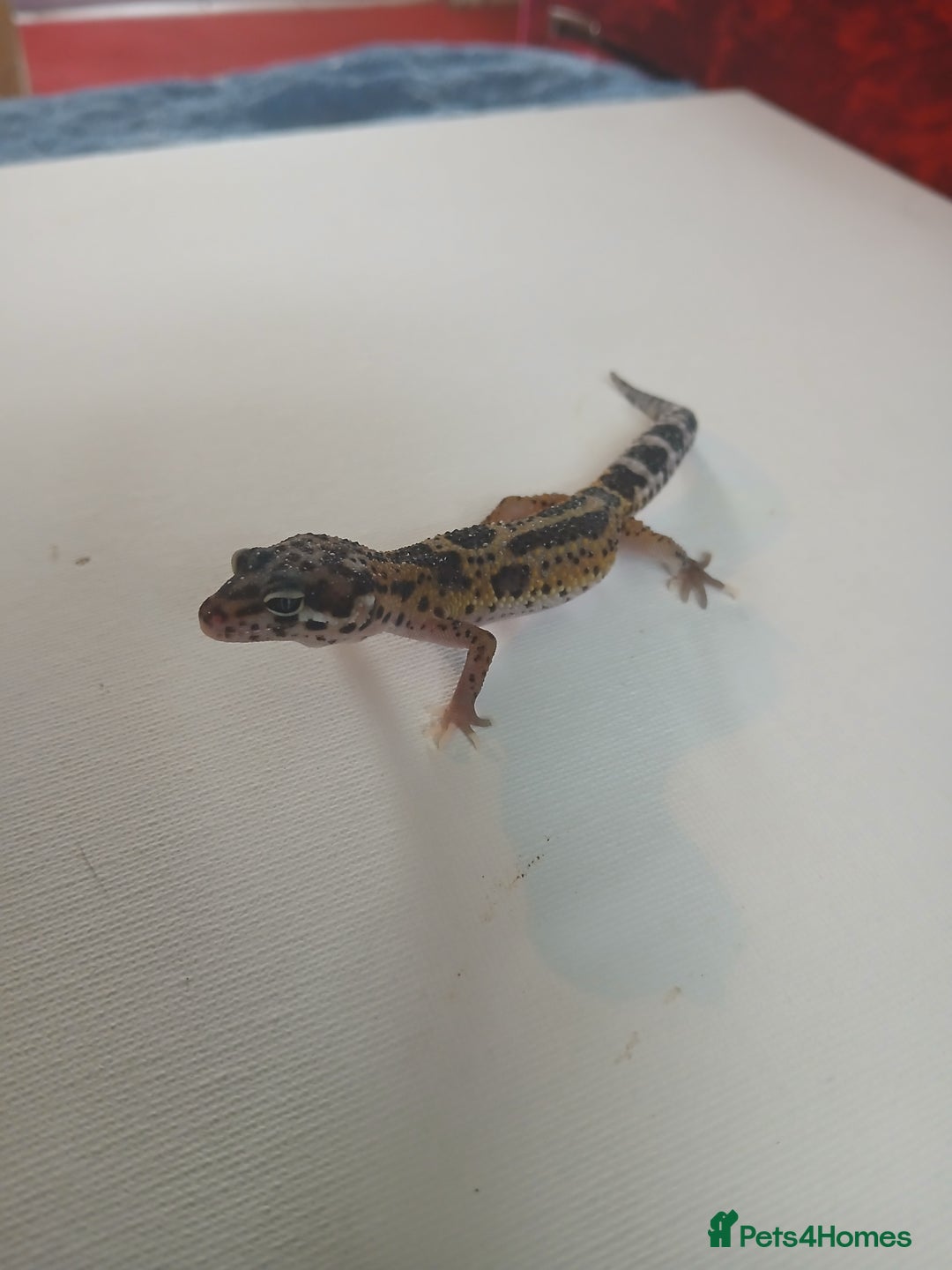 Leopard Gecko reptiles for sale: Baby leopard geckos for sale  - Image 4