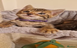 Bengal cats for sale: Amazing Bengal kittens 🥰 last boy left ❤️ in Corby - Image 22