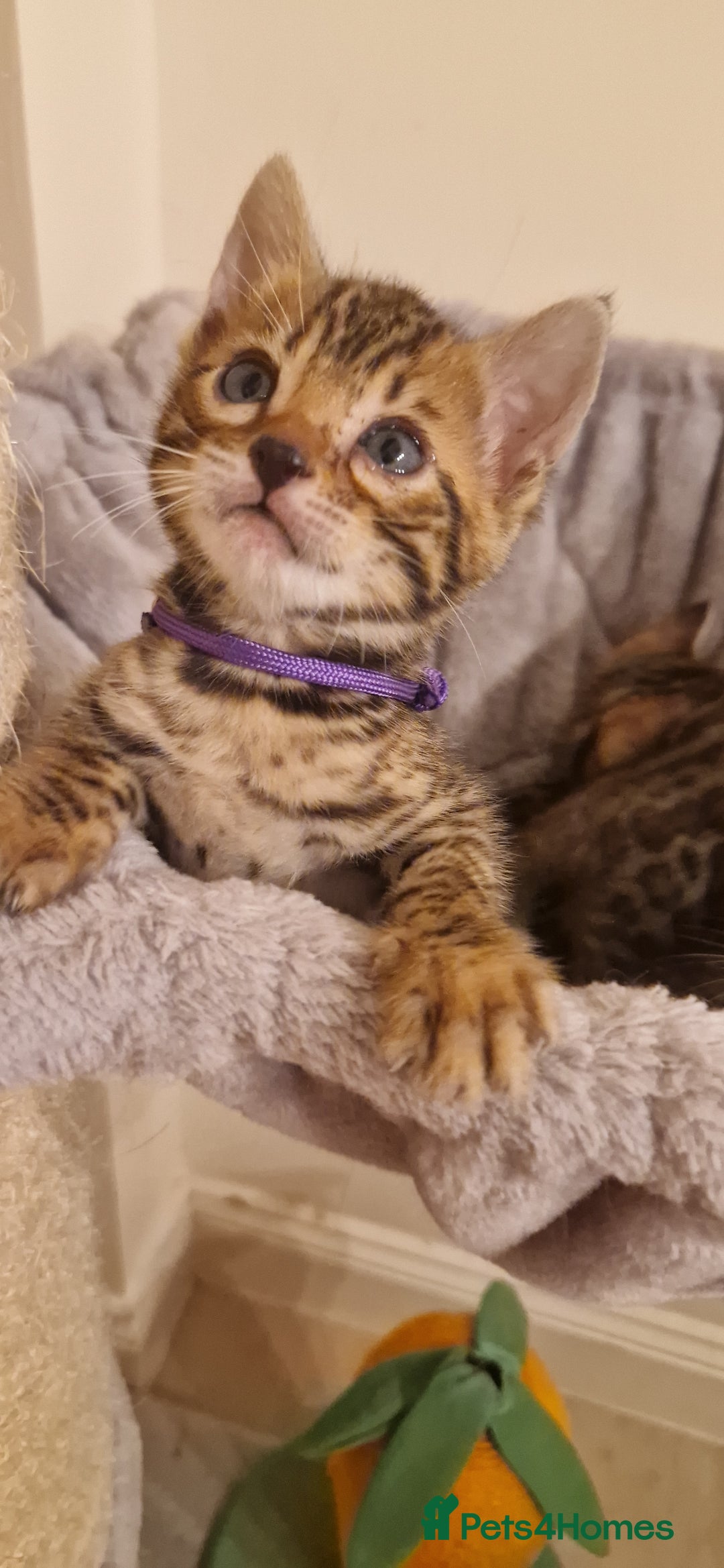 Bengal cats for sale: Amazing Bengal kittens 🥰 last boy left ❤️ in Corby - Image 22