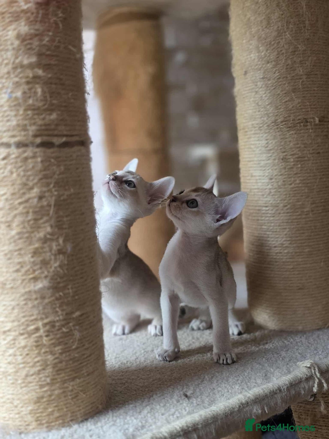 Singapura cats for sale: Stunning Singapura kittens  - Image 36