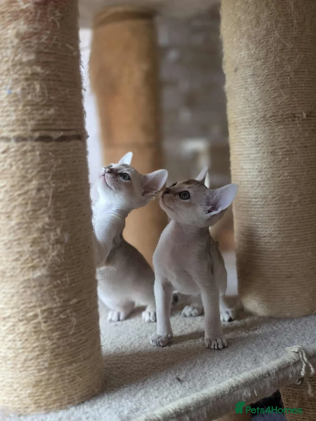 Singapura cats for sale: Stunning Singapura kittens  - Advert 23