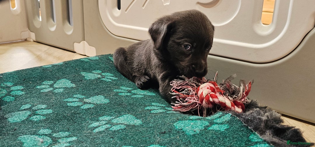 Labrador Retriever dogs for sale: THE LAST 4 KC HEALTH TESTED LABS READY TO NOW.  - Image 22