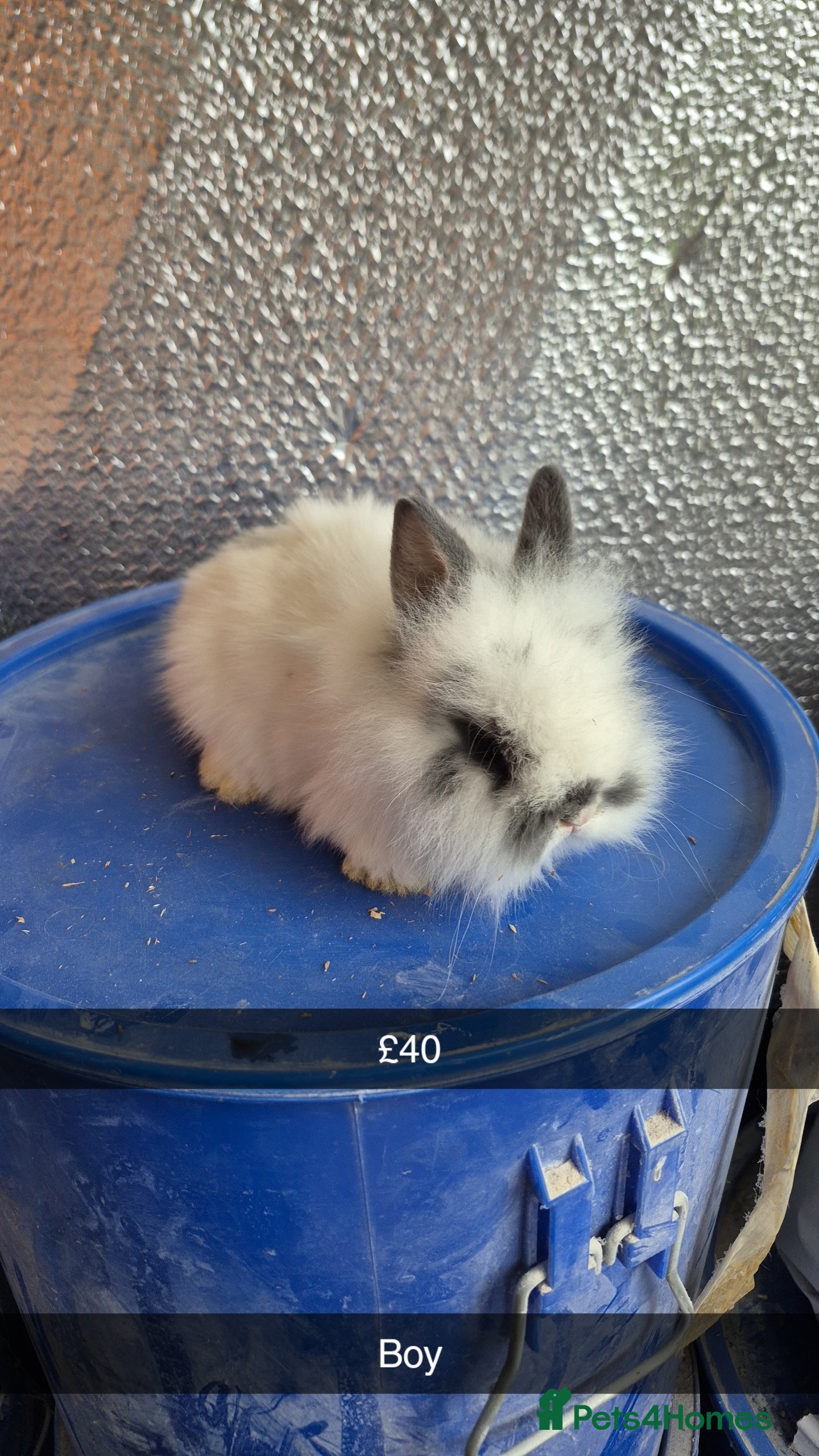 Lionhead rabbits Lionhead Baby Rabbits 8 weeks (Friendly) - Advert 3