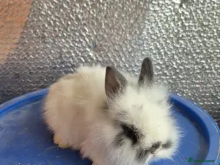 Lionhead rabbits Lionhead Baby Rabbits 8 weeks (Friendly) - Advert 4