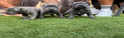 Staffordshire Bull Terrier dogs for sale: Staffordshire bull terrier puppies boy/girl  - Advert 28