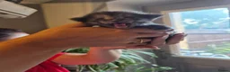 Mixed Breed cats for sale: Maine coon x tortoiseshell tabby - Advert 8