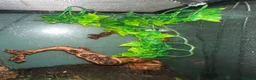 Gecko reptiles for sale: 4 Year Old Female Crested Gecko  in Peterborough - Advert 14