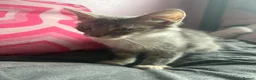 Mixed Breed cats for sale: Pretty mixed litter of kittens. - Advert 8