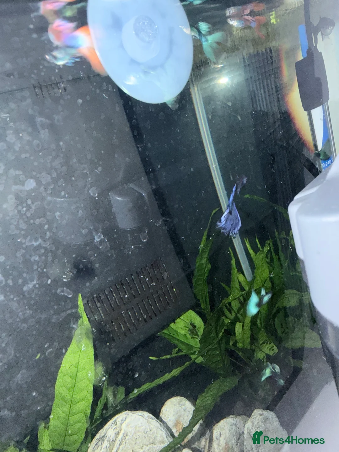 Cichlids fish for sale: GUPPIES / cichlids / SHRIMP/ platty  - Advert 7