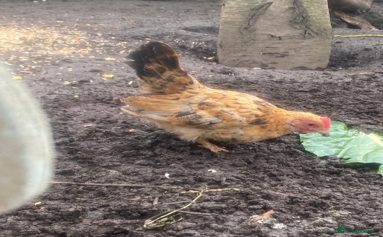 Chickens poultry - Advert 2