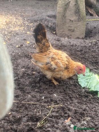 Chickens poultry - Advert 3