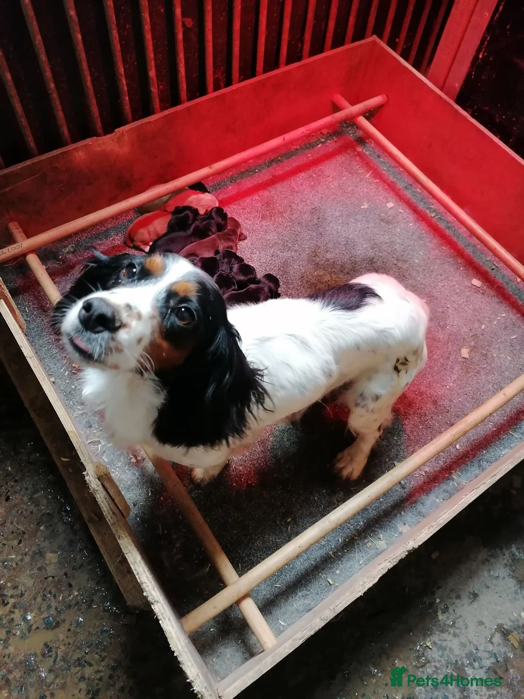 Cocker Spaniel dogs for sale: KC cocker spaniels - Advert 2