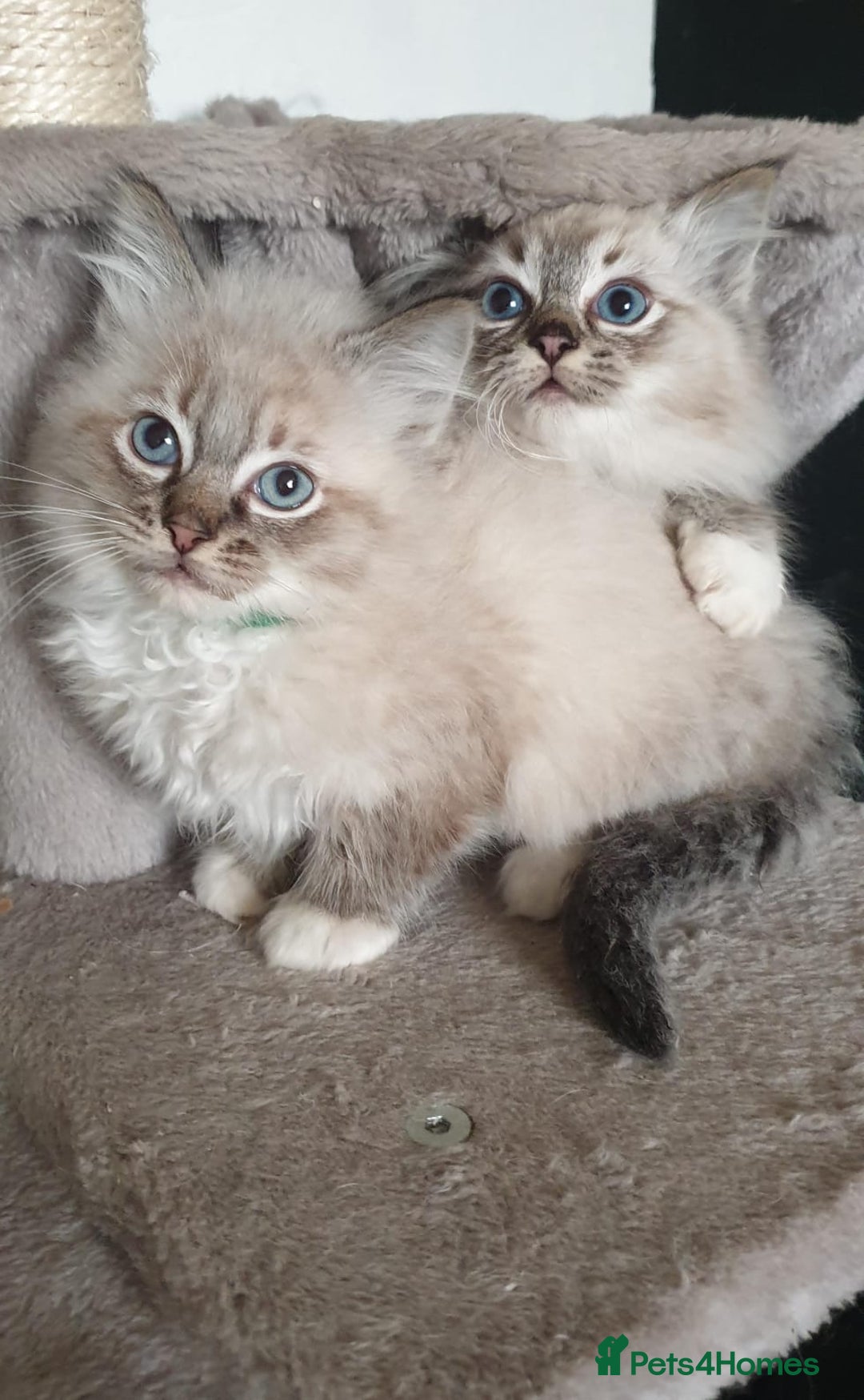 Ragdoll cats for sale: Stunning GCCF Registered Ragdoll Kittens. - Advert 37
