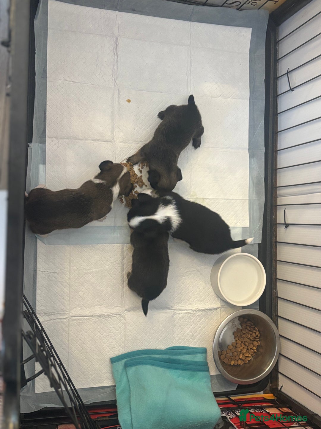 Chihuahua dogs for sale: Lovely long haired Chihuahua  - Advert 8