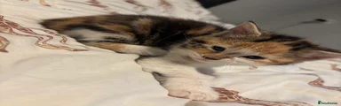Domestic Shorthair Kitten 4