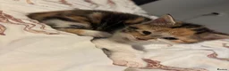 Domestic Shorthair cats for sale: Kittens for sale  - Advert 2