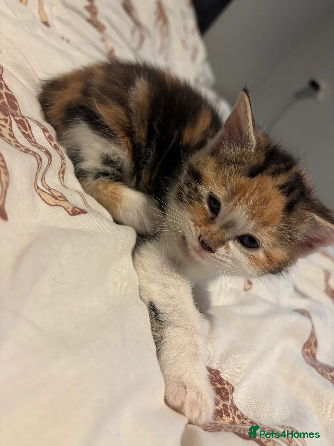 Domestic Shorthair cats for sale: Kittens for sale  - Advert 2