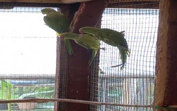 Parakeets birds for sale: Indian ringneck parakeet for sale £150 each - Image 1